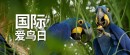 和治友德|国际爱鸟日：用爱守护“飞羽精灵”