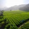 理想华莱以科研驱动夯实安化黑茶品质根基