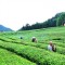 春茶收官忙修剪 理想华莱全面开启夏茶备耕