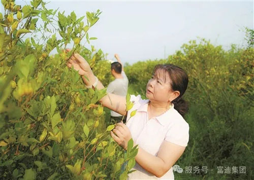 海南富迪集团以生态产业深耕助农共富新路径