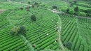 理想华莱：夏茶加工正繁忙 匠心制茶抢鲜时