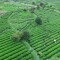 理想华莱抢抓制茶黄金期 释放夏茶独特价值