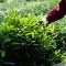 理想华莱以全链条质量管控护航2026秋茶生产